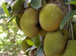 News Photo 1 - India - Samakaalikam - thjackfruit