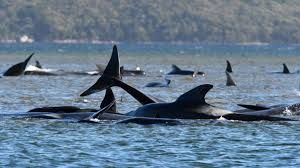 News Photo 1 - Australia - Otta Nottathil - 22920204whales