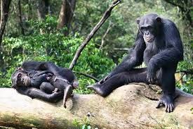 News Photo 1 - Europe - Otta Nottathil - 9220215chimpancy