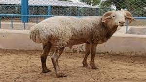 News Photo 1 - Other Countries - Otta Nottathil - 25520222goat