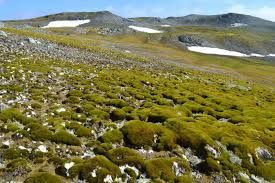 News Photo 1 - Australia - Otta Nottathil - antarctica_turns_green
