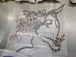 Photo #1 - Other Countries - Otta Nottathil - hongkong_snake_smuggling